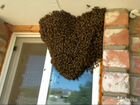 Избавлю от пчелиного роя объявление продам