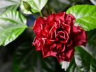 Розы китайской (Гибискус) - отростки объявление продам