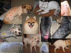 Стрижка собак и кошек в Балаково объявление продам