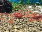 Креветки аквариумные «Красный огонь» объявление продам