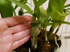 Орхидея дендробиум объявление продам