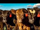 Коровы с теленками объявление продам