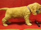 Английский кокер спаниель щенок объявление продам