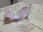 Котята от кошки Донской сфинкс объявление продам