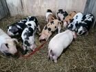 Свиноматки порода дюрок 7 месяцев и хряк 7 месяцев объявление продам