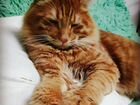 Вязка - крупный кот чемпион WCF объявление продам