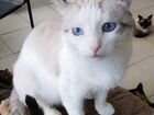 Сенечка,молодой котик с васильковыми глазами объявление продам