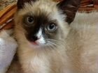 Полусиамский котенок объявление продам