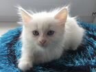 Белоснежный котёнок с гетерохромией объявление продам
