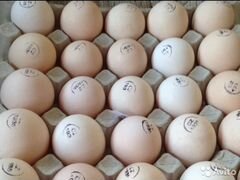 Инкубационное яйцо Кобб 500, цыплята