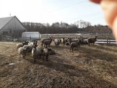 Романовские овцы, ягнята на доращивание