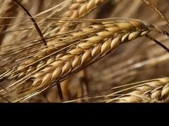 Продаётся пшеница с поля