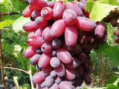 Саженцы винограда и плодовых