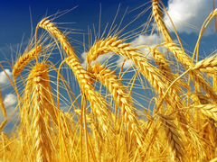 Пшеница 3 тн