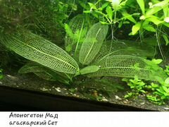 Апоногетон мадагаскарский растения для аквариума
