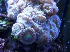 Кауластрея куст (морской аквариум)