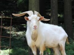 Зааненские козы козлята козел кролики