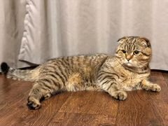 Шотландский кот на вязку (скоттиш-фолд)
