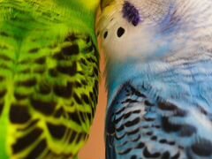 Продам попугаев (мальчик и девочка) вместе с клетк