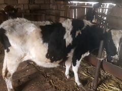 Корова стельная