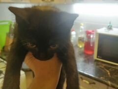 Отдам кота 2 месяца чёрный