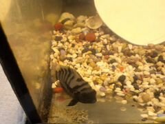 Аквариумные рыбки цихлиды