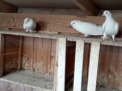 Армянские поющие голуби