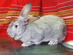 Кролик, самец, 8 месяцев