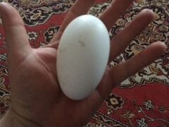 Продам племянное яйцо серых крупных гусей