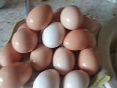 Яйца куриные р