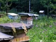 Продаю пчёл 5 семей, со всеми принадлежностями