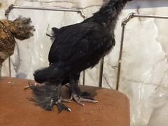 Цыплята от домашних кур 2 месяца