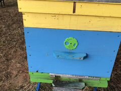 Пчёлы в новом улье