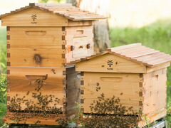 Продам пчел и Пчелопакеты