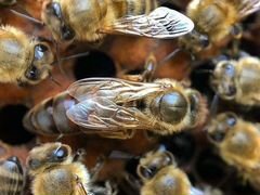 Пчелы Пчелосемьи