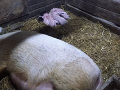 Свиноматки и хряк