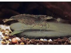 Креветки аквариумные бабаулти
