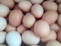 Инкубационное яйцо "брама"