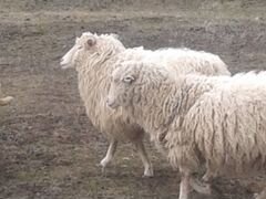 Бычок и овцы