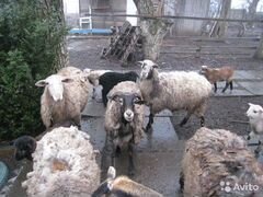 Овцы с ягнЯтами