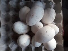 Яйца гусиные породы "Линда"инкубацыонные