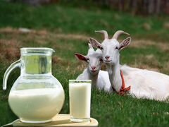 Молочные козы и козлята