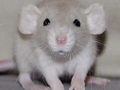 Крысята породы дамбо