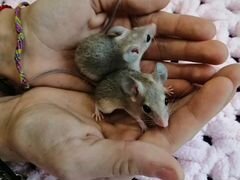 Иглистые мышки(акомисы)