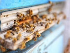 Продаём пчелосемьи с собственной пасеки