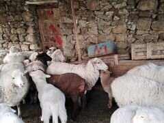 Овцы матки с ягнятами
