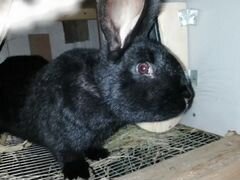 Кролик чб. 6 месяц