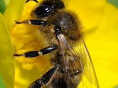 Пчелосемьи с уликами