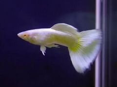 Гуппи «Снежная Королева» белые - Аквариумная рыбка