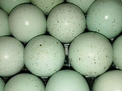 Селадон инкубационное яйцо